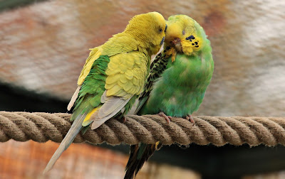  (The Parakeet (Budgies