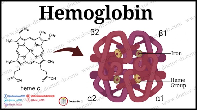Hemoglobin - Structure, Types, Roles, and Related Disorders