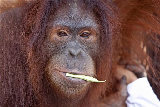 Orangutan's chemotherapy treatment for cancer ends