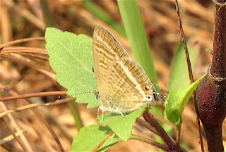 Lampides boeticus, Pea Blue