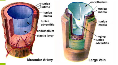 Arteri dan Vena