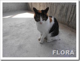 Flora