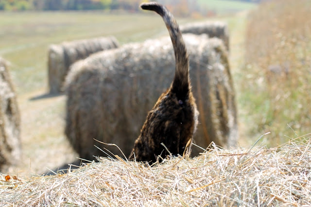 Kali on a bale last fall