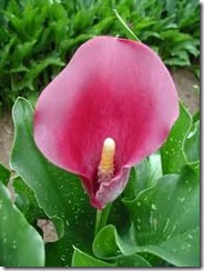 pink calla lillies