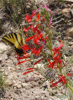 Scarlet Gilia Ipomopsis aggregata