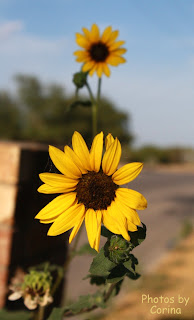 Yellow Flowers in Sunshine