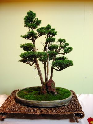 Bonsai Contest Winner