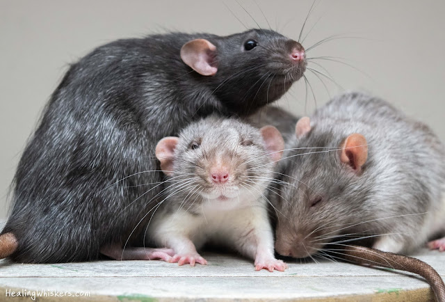 Franklin, Vincent, and Xavier the pet rats