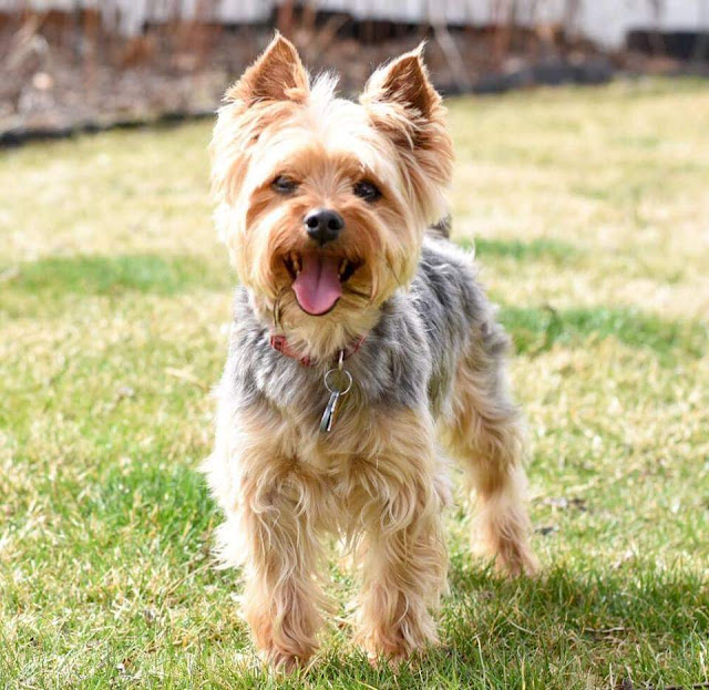 Yorkshire Terrier