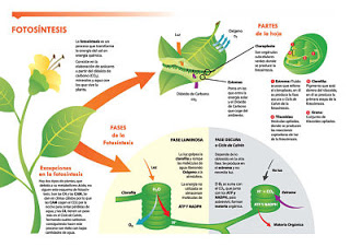 Ciclo del carbono