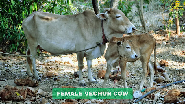 Vechur cow ,Kerala cattle breeds ,dwarf cattle breeds ,Indian indigenous cow breeds ,Vechur cow characteristics ,Vechur cow milk production ,Vechur cattle history ,smallest cattle breed ,Vechur cow conservation ,Vechur cow uses, Vechur cow characteristics,vechur cow milk per day,vechur cow vs punganur cow,vechur cow weight, vechur cow in hindi