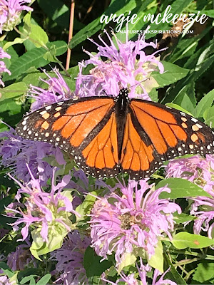 Inspired by Nature | Monarch posing for me during my morning walk!