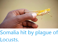 https://sciencythoughts.blogspot.com/2019/12/somalia-hit-by-plague-of-locusts.html