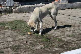 The dog sniffs some bread