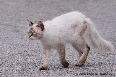 White cat