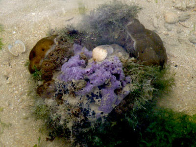 Porites coral