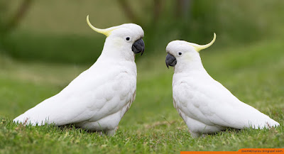 Cockatoo - Top Best Friendly Pet Birds for beginners