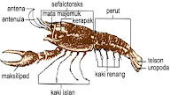 Pengertian, Ciri-Ciri, dan Contoh Hewan Filum Arthropoda Kelas
Crustacea, Insecta, Arachnida, dan Myriapoda_Filum Arthropoda terdiri
atas 4 kelas : kelas Crustacea, Insecta, Arachnida, dan Myriapoda.
Secara umum, ciri-ciri filum Arthropoda yaitu habitat di air laut,
tawar, darat; simetri bilateral; triploblastik soelom; dan pernapasan
dengan trakea, insang, atau paru-paru.A. Pengertian, Ciri-Ciri, dan
Contoh Hewan Kelas CrustaceaCrustacea adalah hewan akuatik (air) yang
terdapat di air laut dan air tawar.Ciri-ciri hewan Crustacea yaitu pada
bagian kepala terdapat beberapa alat mulut, yang meliputi 2 pasang
antena,1 pasang mandibula (fungsi untuk menggigit mangsanya), 1 pasang
maksilla, dan 1 pasang capit/maksilliped .Contoh hewan kelas Crustacea
antara lain: udang dan lobster.B. Ciri-Ciri dan Contoh Hewan Kelas
InsectaCiri-ciri Insecta: Tubuh dapat dibedakan dengan jelas antara
kepala, dada dan perutPerut (abdomen) memiliki sebelas (11) ruas atau
beberapa ruas saja. Pada belalang betina, bagian belakang perut
terdapat ovipositor yang berfungsi untuk meletakkan telurnya. Pada
segmen pertama terdapat alat pendengaran atau membran tympanum.Alat
pencernaan terdiri atas: mulut, kerongkongan, tembolok, lambung, usus,
rektum dan anus.Sistem saraf tangga tali.Sistem pernafasan dengan
sistem trakhea.Sistem peredaran darah terbuka.Alat kelamin terpisah
(jantan dan betina), pembuahan internal.Contoh hewan Insecta, antara
lain:BelalangLebahKupu-kupuJangkrikNyamukLalatC. Ciri-Ciri dan Contoh
Hewan Kelas ArachnidaAnggota Arachnida meliputi kalajengking,
laba-laba, tungau atau caplak. Kebanyakan hewan ini bersifat parasit
yang merugikan manusia, hewan dan tumbuhan. Arachnida bersifat
karnivora sekaligus predator. Tempat hidupnya adalah di darat.Ciri-Ciri
Arachnida:Tubuh terbagi atas kepala-dada (sefalotoraks) dan perut yang
dapat dibedakan dengan jelas, kecuali Acarina.Pada bagian kepala-dada
tidak terdapat antena, tetapi mempunyai beberapa pasang mata tunggal,
mulut, kelisera dan pedipalpusMempunyai 4 pasang kaki pada
kepala-dada.Alat ekskresi dilengkapi dengan saluran malphigi dan
kelenjar coxal.Alat pernafasan berupa trakea, paru-paru buku atau
insang buku.Alat kelamin jantan dan betina terpisah, lubang kelamin
terbuka pada bagian anterior abdomen, pembuahan internal (di
dalam).Sistem saraf tangga tali dengan ganglion dorsal (otak) dan tali
saraf ventral dengan pasangan-pasangan ganglia.Habitat (tempat hidup)
di daratCotoh hewan kelas Arachnida, antara
lain:KalajengkingLaba-labaTungauD. Ciri-Ciri dan Contoh Hewan Kelas
MyriapodaCiri-Ciri Hewan Kelas Myriapoda:Tubuh bersegmen (beruas) tidak
mempunyai dada jadi hanya kepala dan perut.Pada setiap ruas perut
terdapat satu pasang atau 2 pasang kaki. Pada kepala terdapat 2 kelopak
mata tunggal (ocellus), 1 pasang antena dan alat mulut.Susunan saraf
tangga tali.Sistem pernafasan dengan trakeaSistem peredaran darah
terbuka.Alat kelamin jantan dan betina terpisah, cara perkembangbiakan
dengan cara bertelur.Contoh Hewan Kelas Myriapoda:KelabangKaki
seribuDemikian tentang Pengertian dan Ciri-Ciri Hewan Filum Arthropoda
Kelas Crustacea, Insecta, Arachnida, dan Myriapoda beserta Contohnya.
Semoga bermanfaat.