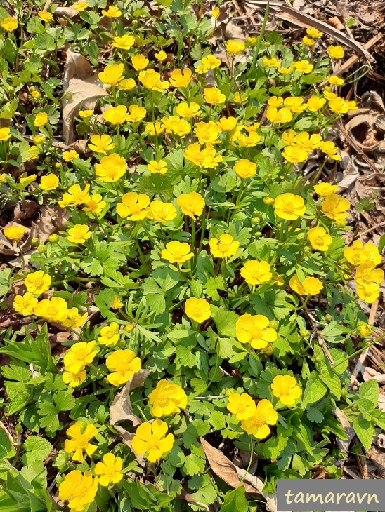 Лютик Франше (Ranunculus franchetii)