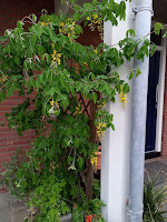 Plantenbak met bloeiende gouden regen bij de voordeur