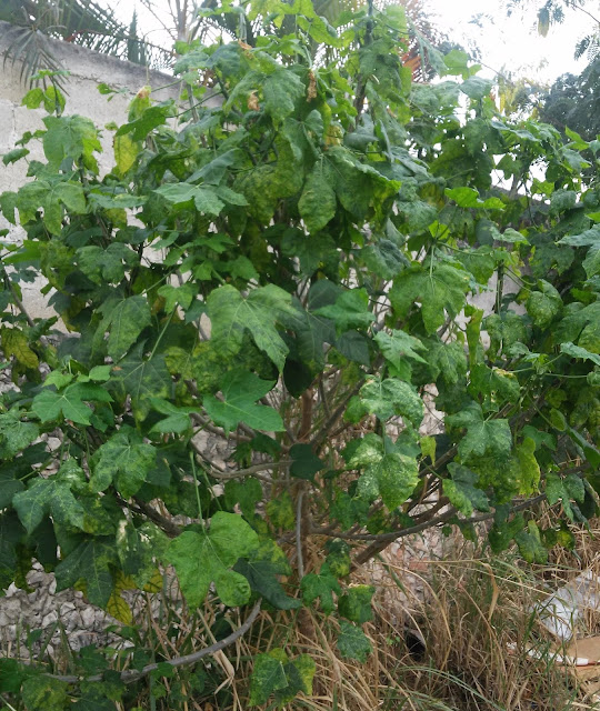 La Chaya planta nativa de Yucatán