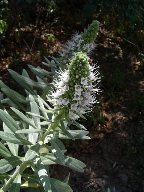 Echium hierrense