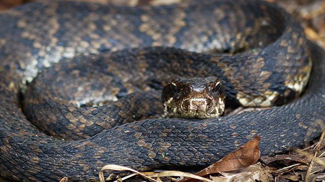 Are monoclonal antibodies an anti-venom to a snake-based component of covid?