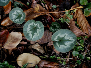 Cyclamen coum sonbaharda açan yaprakları