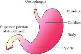 Simple stomach diagram | Stomach structure | Stomach Anatomy