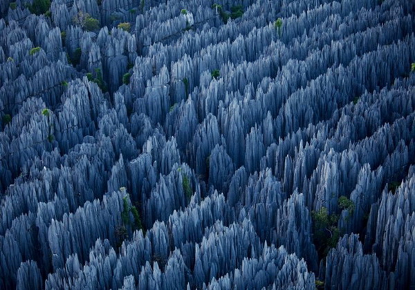 The Stone Forest