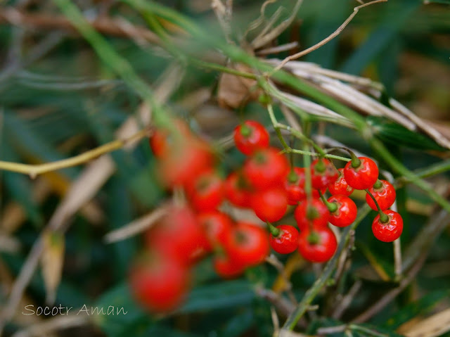 Solanum maximowiczii