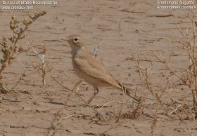 terrera colinegra Ammomanes cinctura