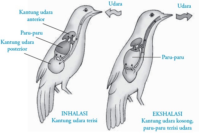  Sistem  Pernapasan  pada Burung Aves 