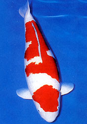 Selecting Kohaku Koi Type | Koi Fish Care Info