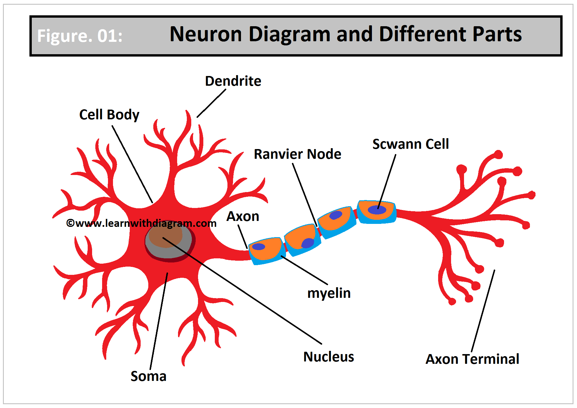 Neuron Diagram labelled with different parts, Neuron Labelled Diagram, Diagram of Neuron