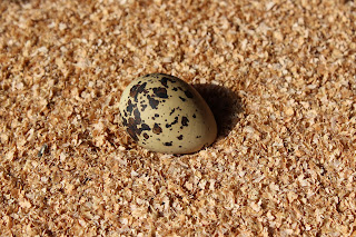 Wytstirns - Visdief - Sterna hirundo