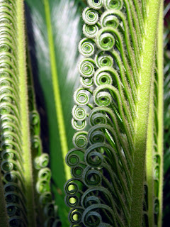 sago palm