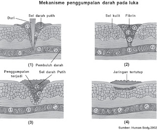 gambar kulit  yang terluka