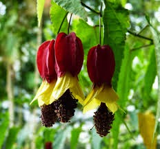 Abutilón Abutilon megapotamicum