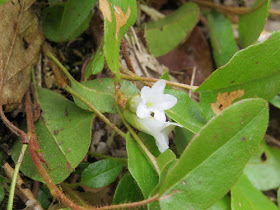 trailing arbutus