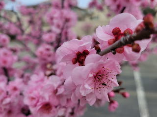 Pink blossoms on flowering tree branches