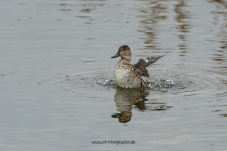 Naturfotografie Wildlifefotografie Lippeaue Olaf Kerber