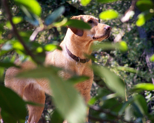 fox red labrador