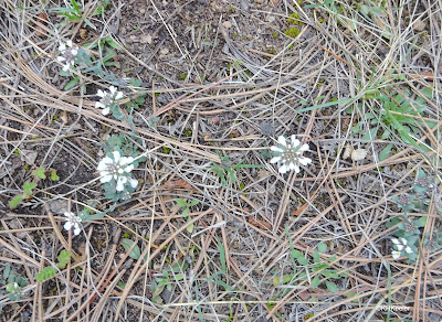 alpine pennycress, Noccaea fendleri