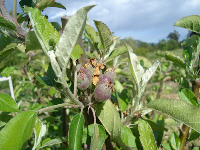 baby apples