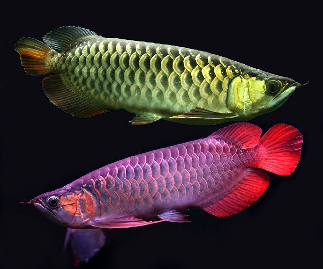 Gambar dan Poto Ikan Arwana Tercantik dan Termahal di Dunia