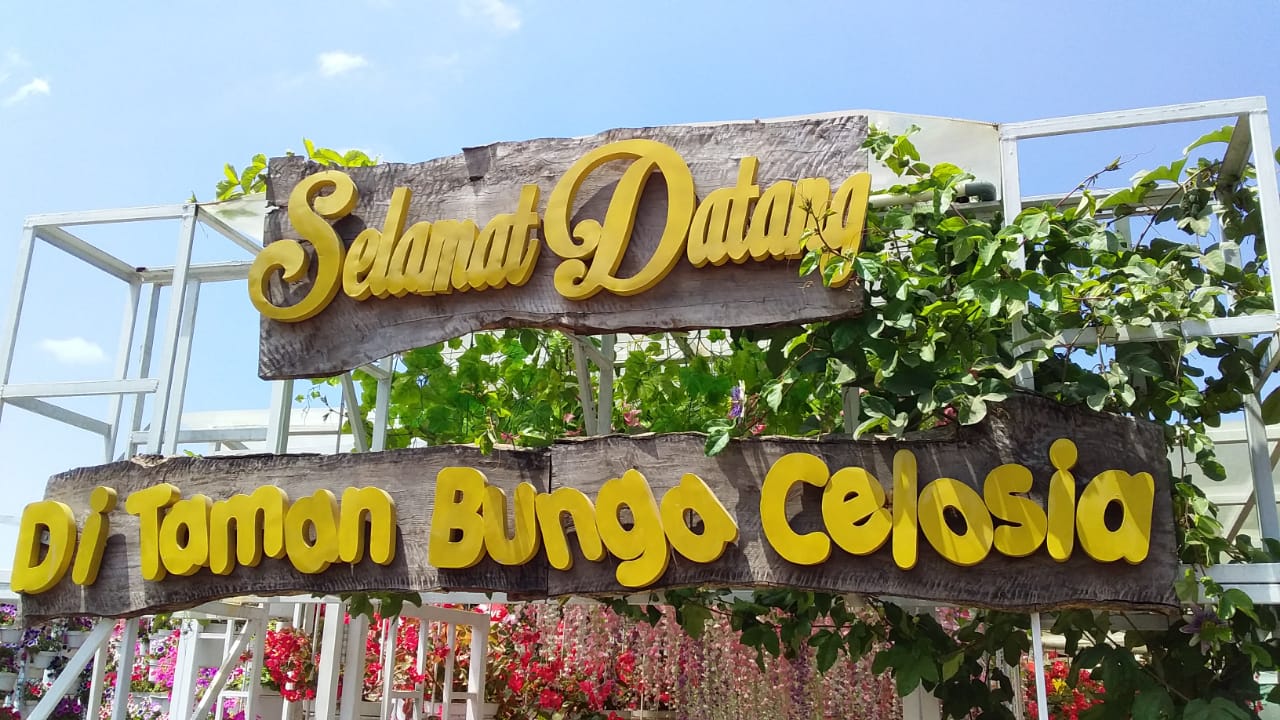 Istanarina Mengagumi Pesona Taman Bunga Celosia Semarang