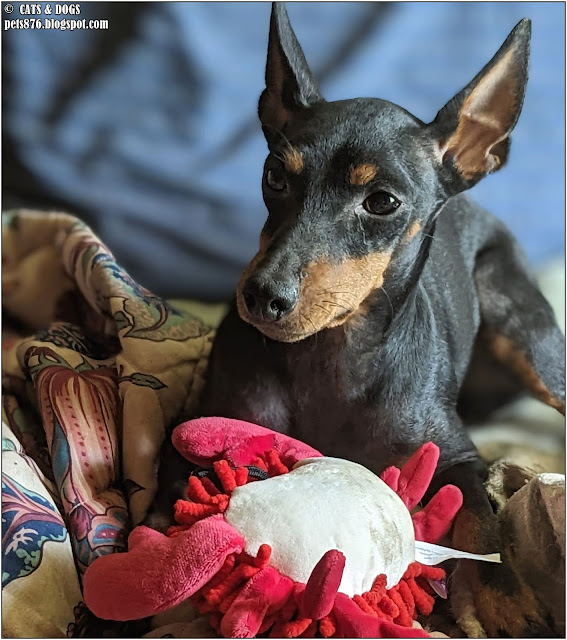 manchester terrier