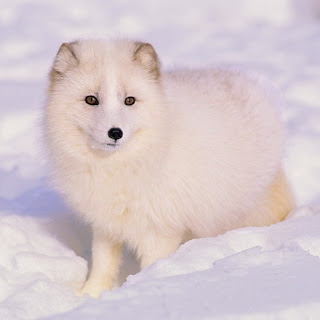 The Beauty of White/Arctic Fox 