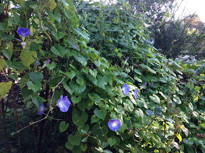 Morning glories tumbling over fence